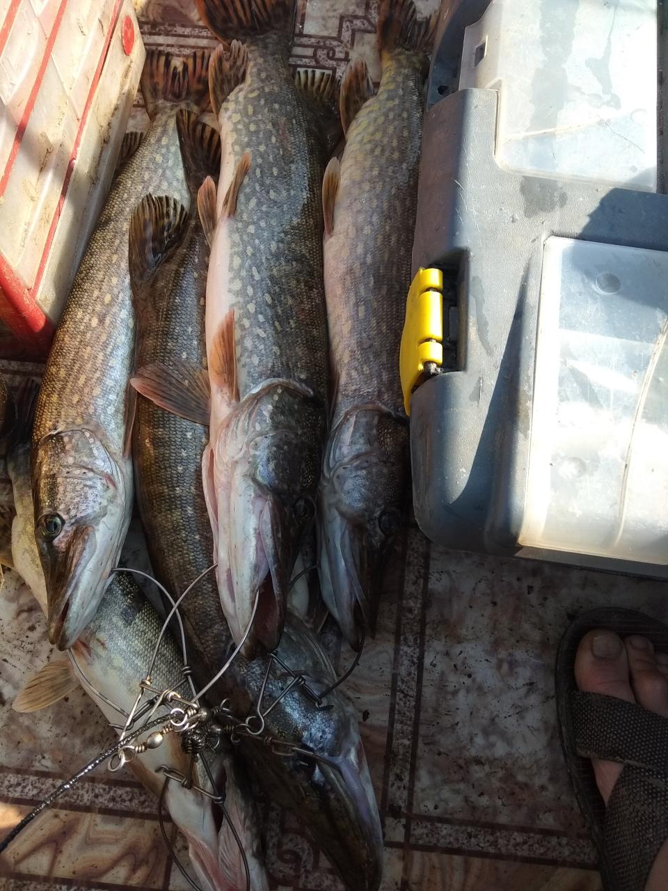  Небольшой отчет о рыбалке на любимой Припяти.Рыбачили в ... | Отчеты о рыбалке в Беларуси