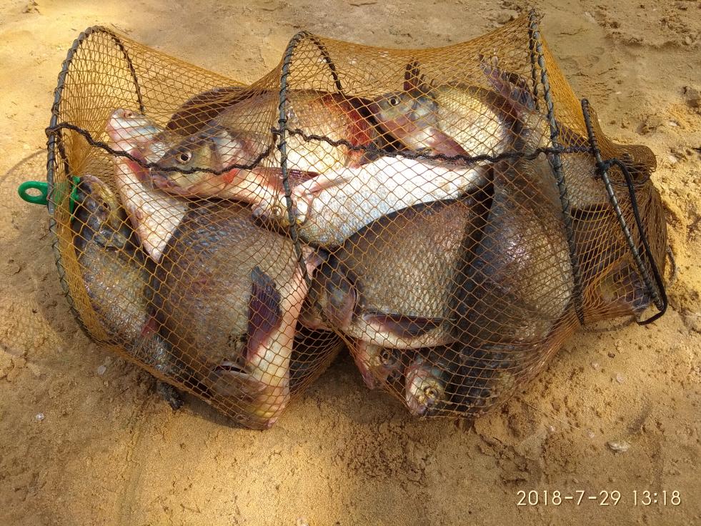  Недалеко от Рыбчино ночью хорошо берет лещ. Наживка ... | Отчеты о рыбалке в Беларуси