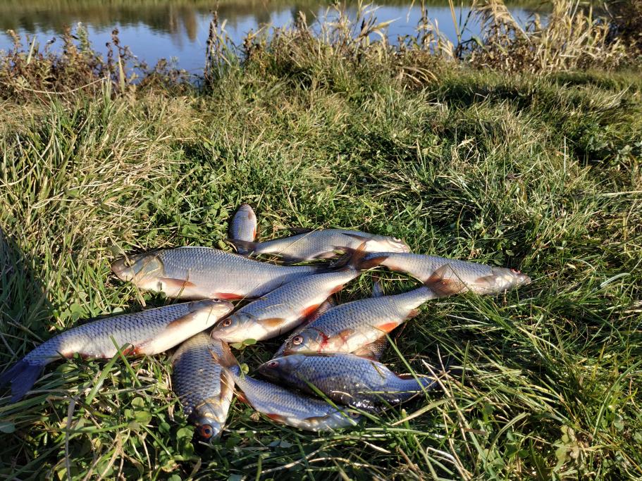  Это была не рыбалка, хоть и рыбу половил ... | Отчеты о рыбалке в Беларуси