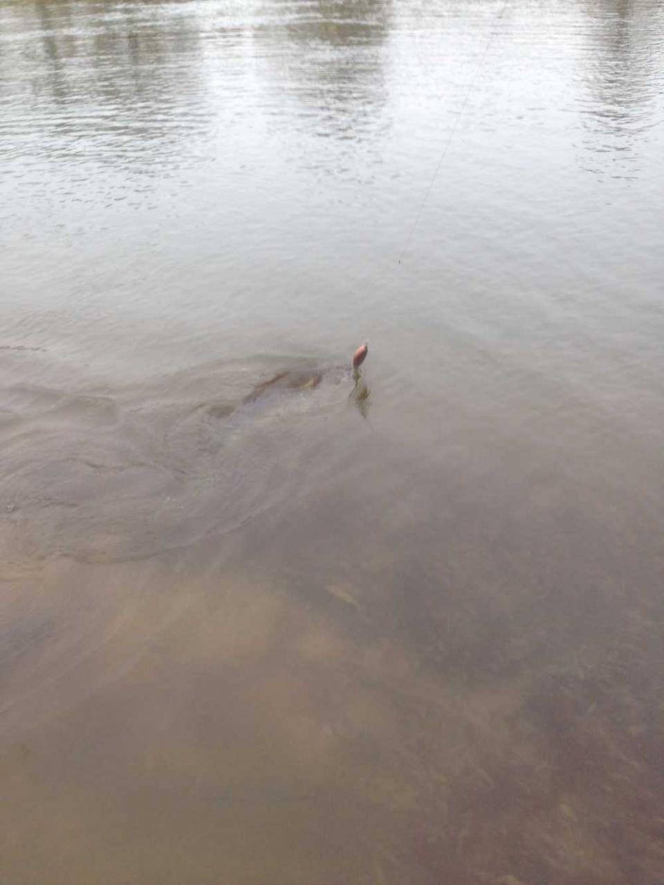  Сегодня на реке с 11-00 до 16-00 ... | Отчеты о рыбалке в Беларуси