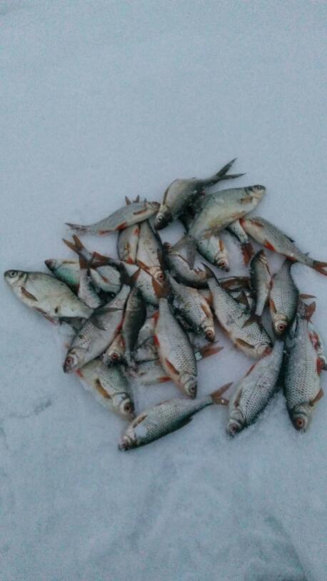  Порыбачил вчера на Вяче, заходил на лед со ... | Отчеты о рыбалке в Беларуси