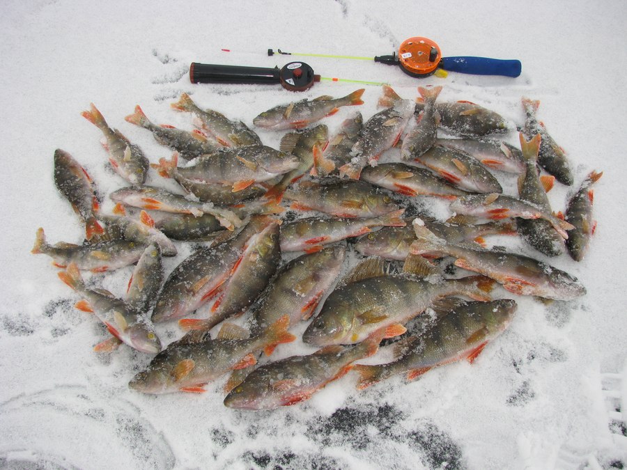  Последними ноябрьскими днями открывал зимний сезон - традиционно ... | Отчеты о рыбалке в Беларуси