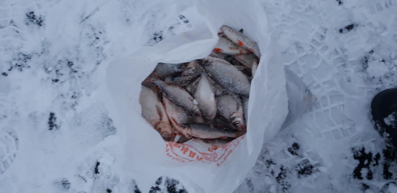  Сегодня. Рыбчино.С утраеще затемно выставил ставки. Простояли весь ... | Отчеты о рыбалке в Беларуси
