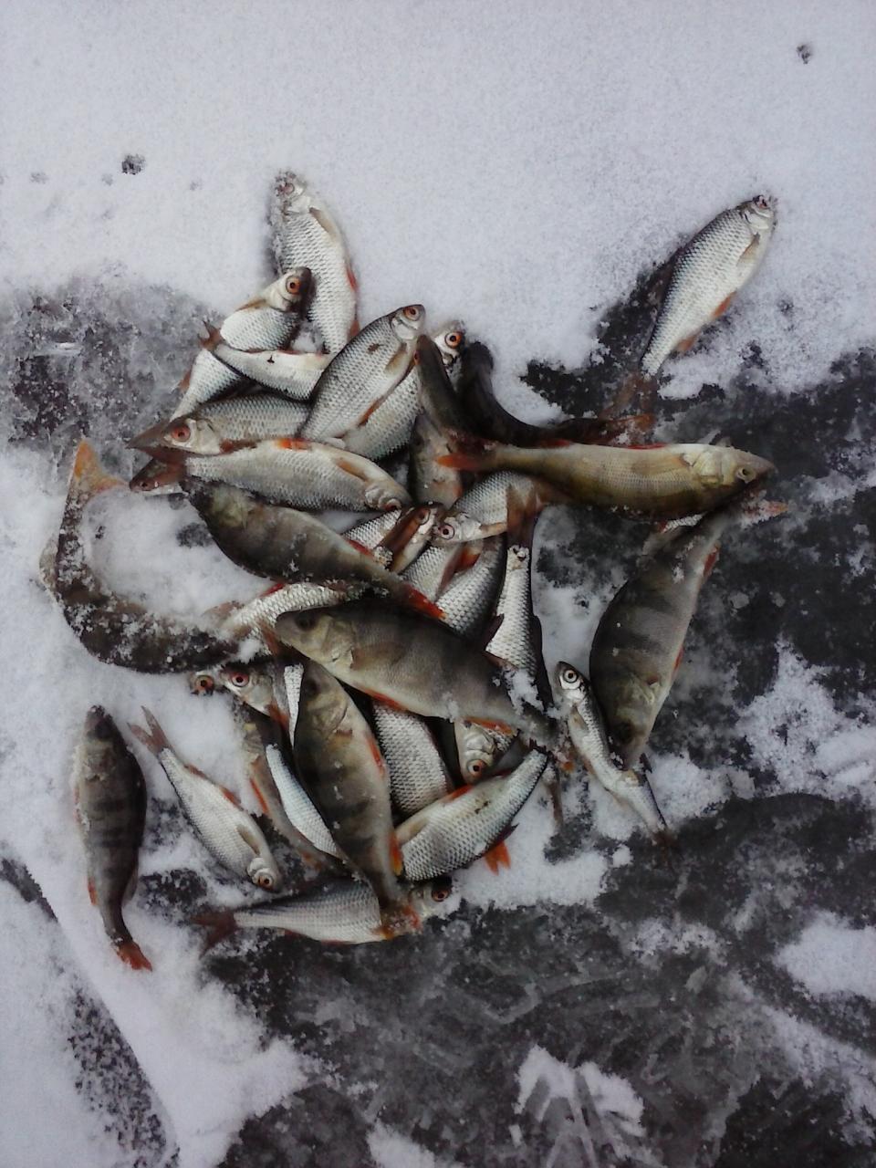  Сегодня с 9-30 до 15-00 ловилна маленькую светлую ... | Отчеты о рыбалке в Беларуси