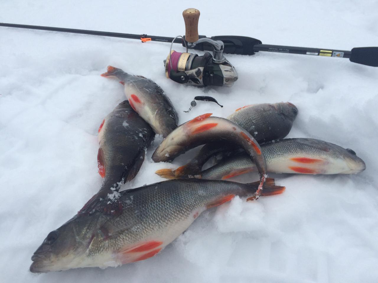  Сегодня на холодном канале немножко клевало до обеда ... | Отчеты о рыбалке в Беларуси