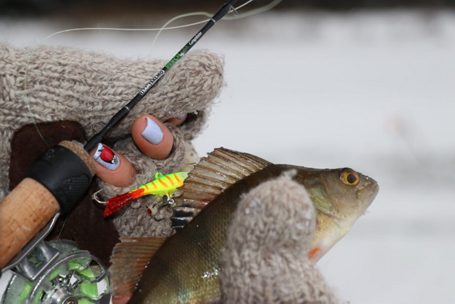 Зимняя рыбалка в Беларуси - щука и окунь на Щарке... | Отчеты о рыбалке в Беларуси