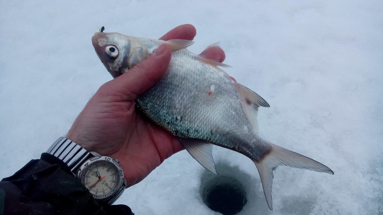  10 февраля 2019 г.( воскресенье)д. Ходорово :... Прошлые ... | Отчеты о рыбалке в Беларуси