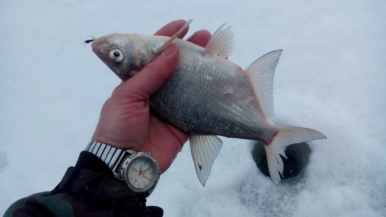  10 февраля 2019 г.( воскресенье)д. Ходорово :... Прошлые ... | Отчеты о рыбалке в Беларуси