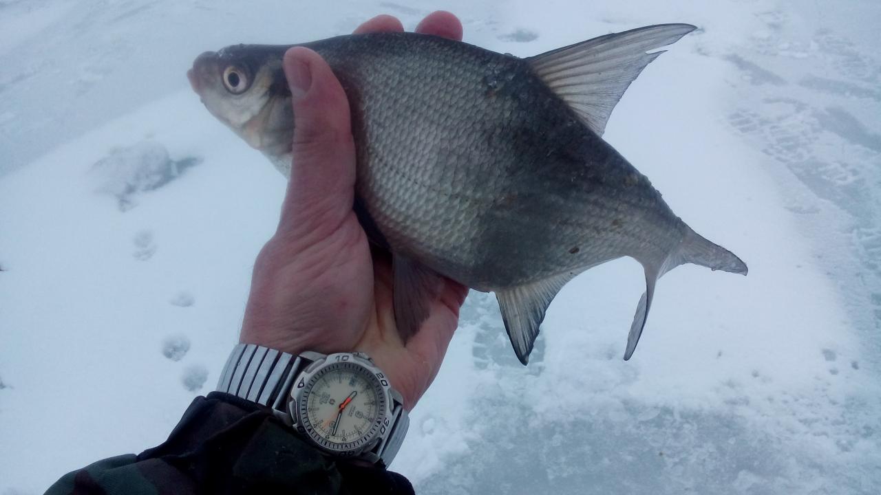  24 февраля 2019 г.( воскресенье) :... Как яоказался ... | Отчеты о рыбалке в Беларуси