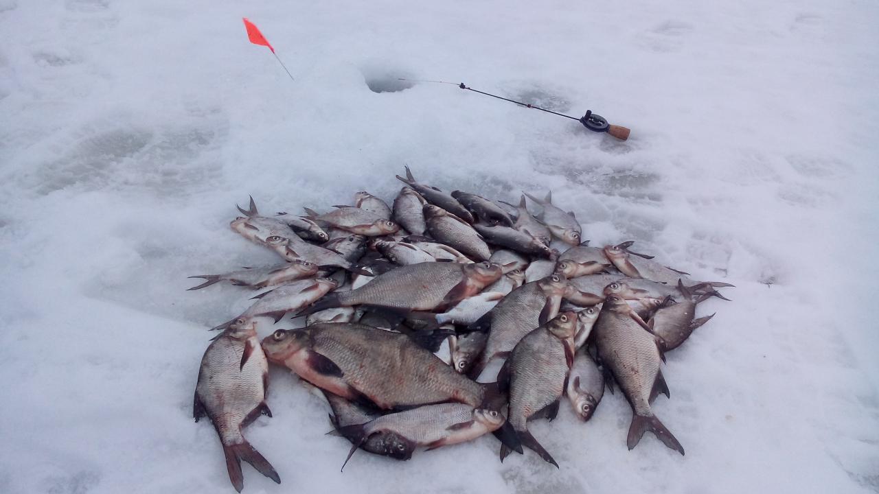  9 февраля 2019 г. ( суббота)оз. Сесито ( ... | Отчеты о рыбалке в Беларуси