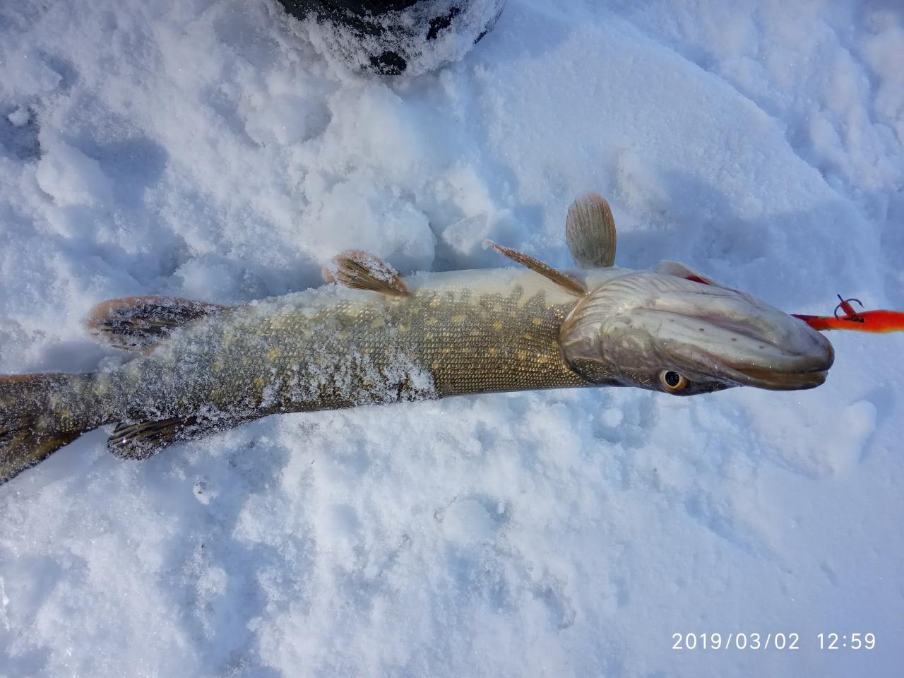  Как не стыдно, первые зимниевыходные,(да уже и не ... | Отчеты о рыбалке в Беларуси