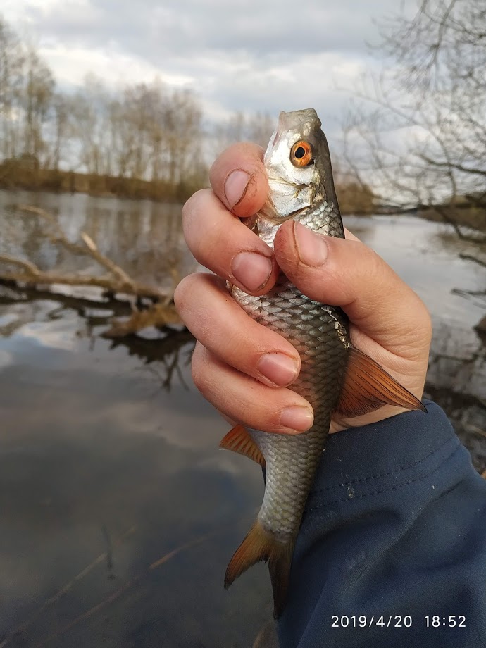  сегодня с другом решили попробовать рыбацкого счастья на ... | Отчеты о рыбалке в Беларуси