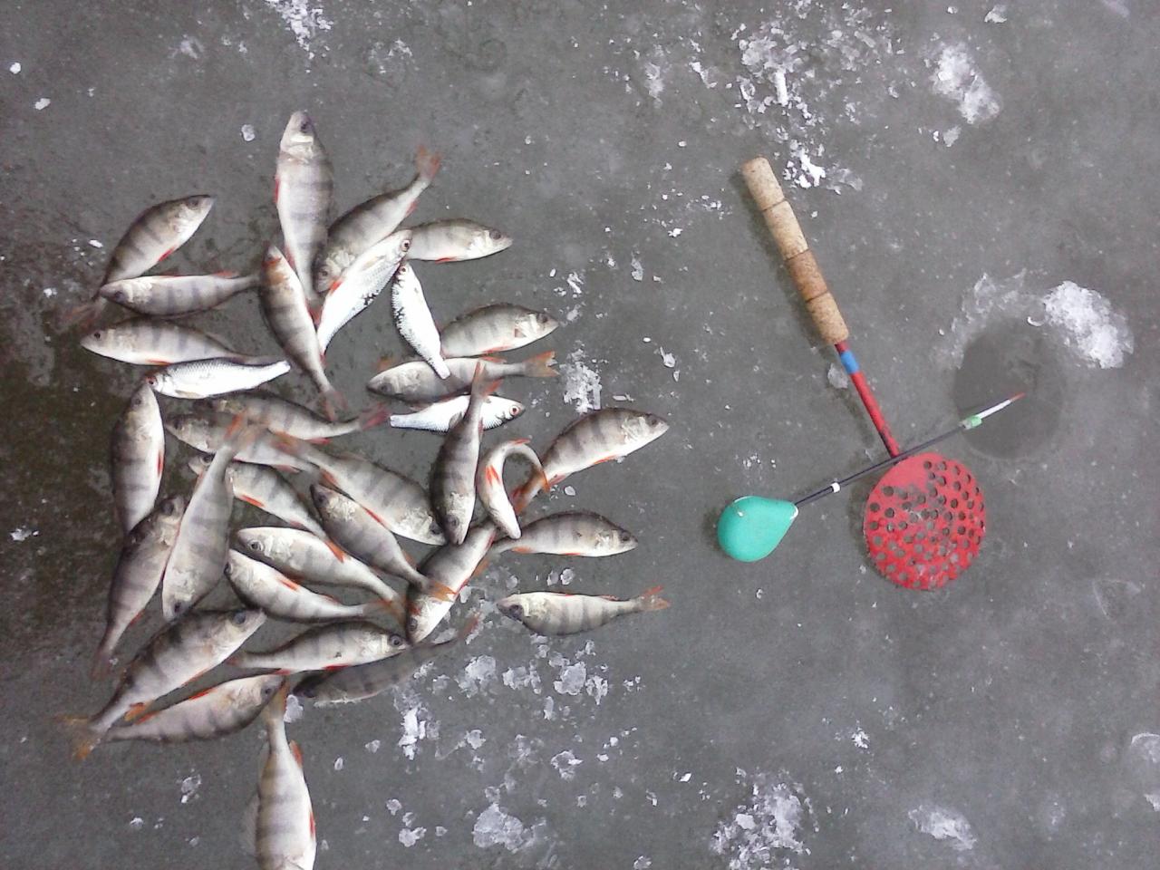  В понедельник удалось выбраться на рыбалку. Сначала были ... | Отчеты о рыбалке в Беларуси