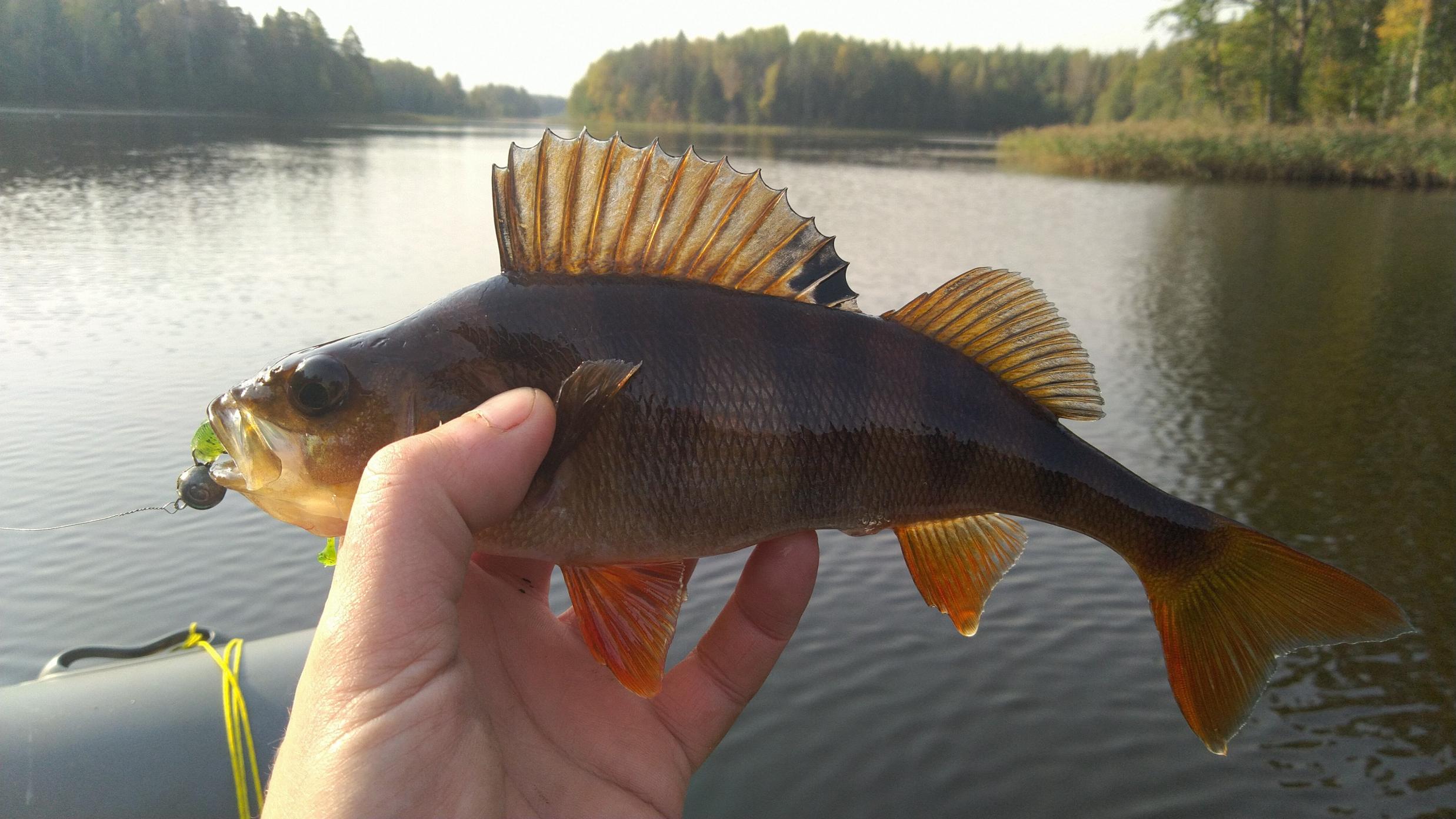 ... | Отчеты о рыбалке в Беларуси