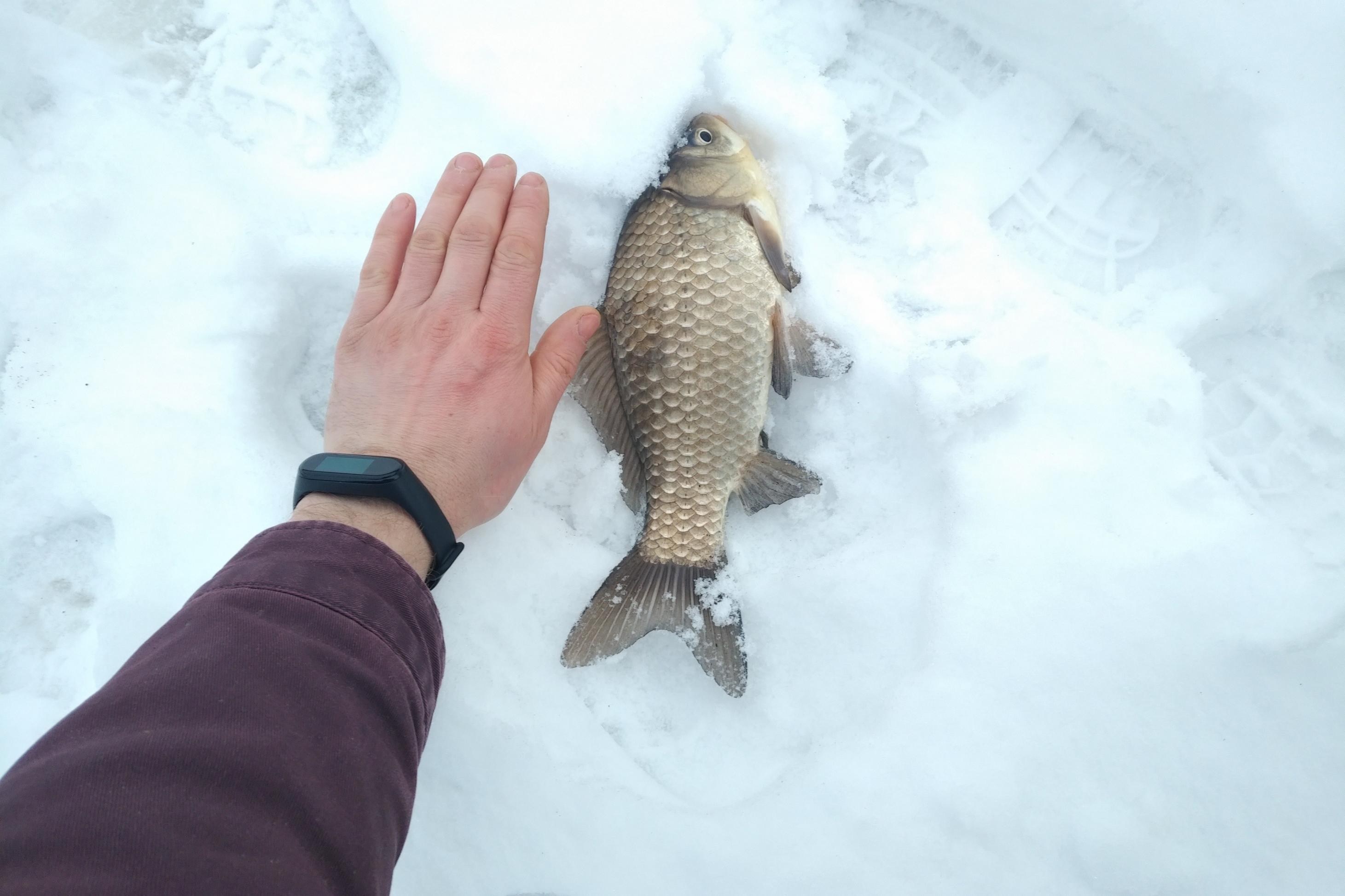  Был 23.01, погода для ловли супер комфор тная ... | Отчеты о рыбалке в Беларуси