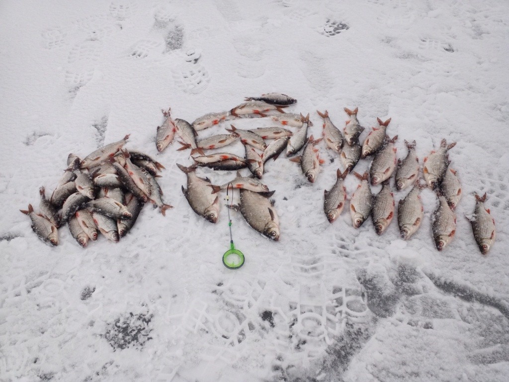  Был на Море три дня подряд - 5,6 ... | Отчеты о рыбалке в Беларуси