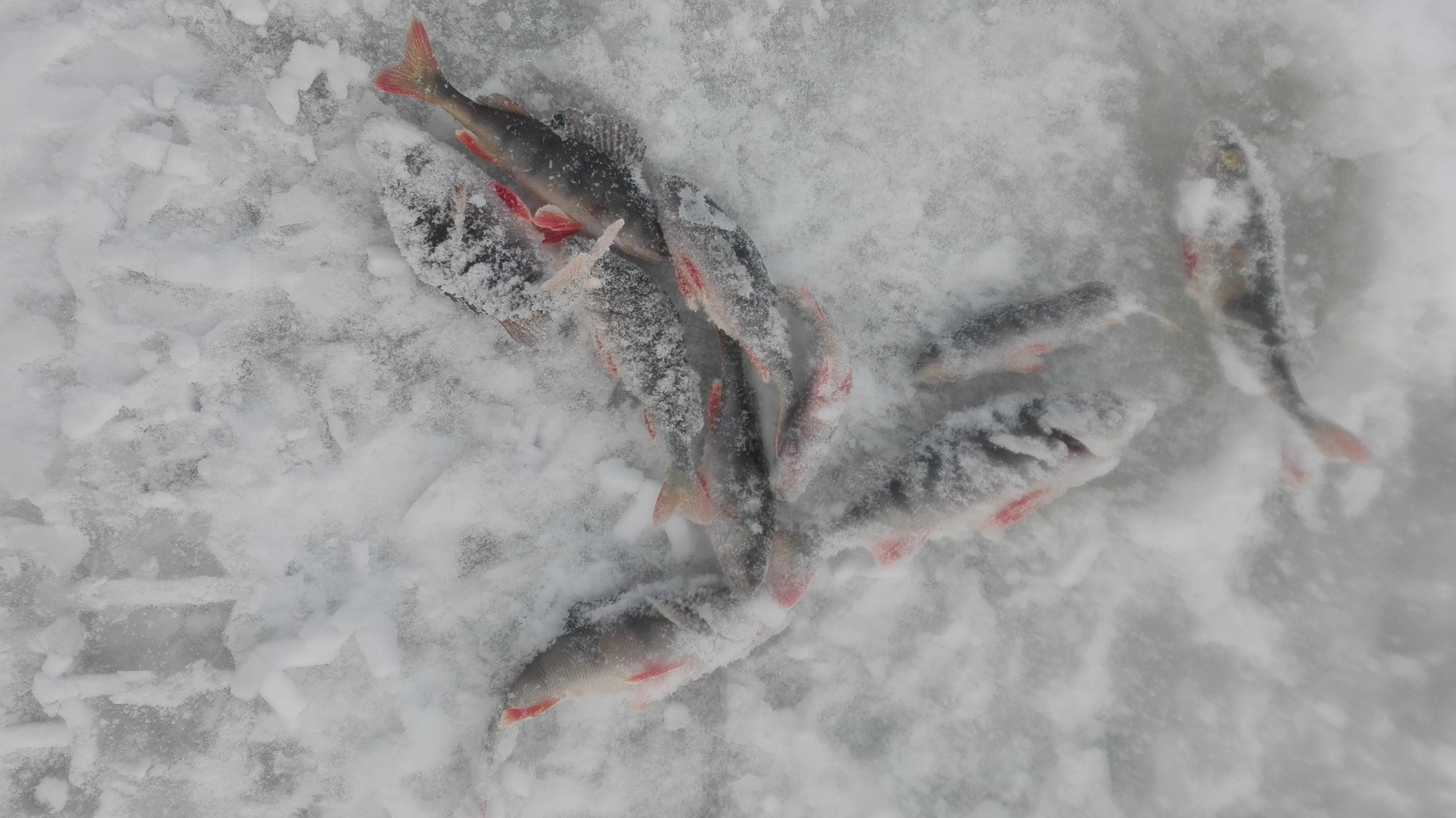  Мороз абсолютно не важен, главное раз за два ... | Отчеты о рыбалке в Беларуси