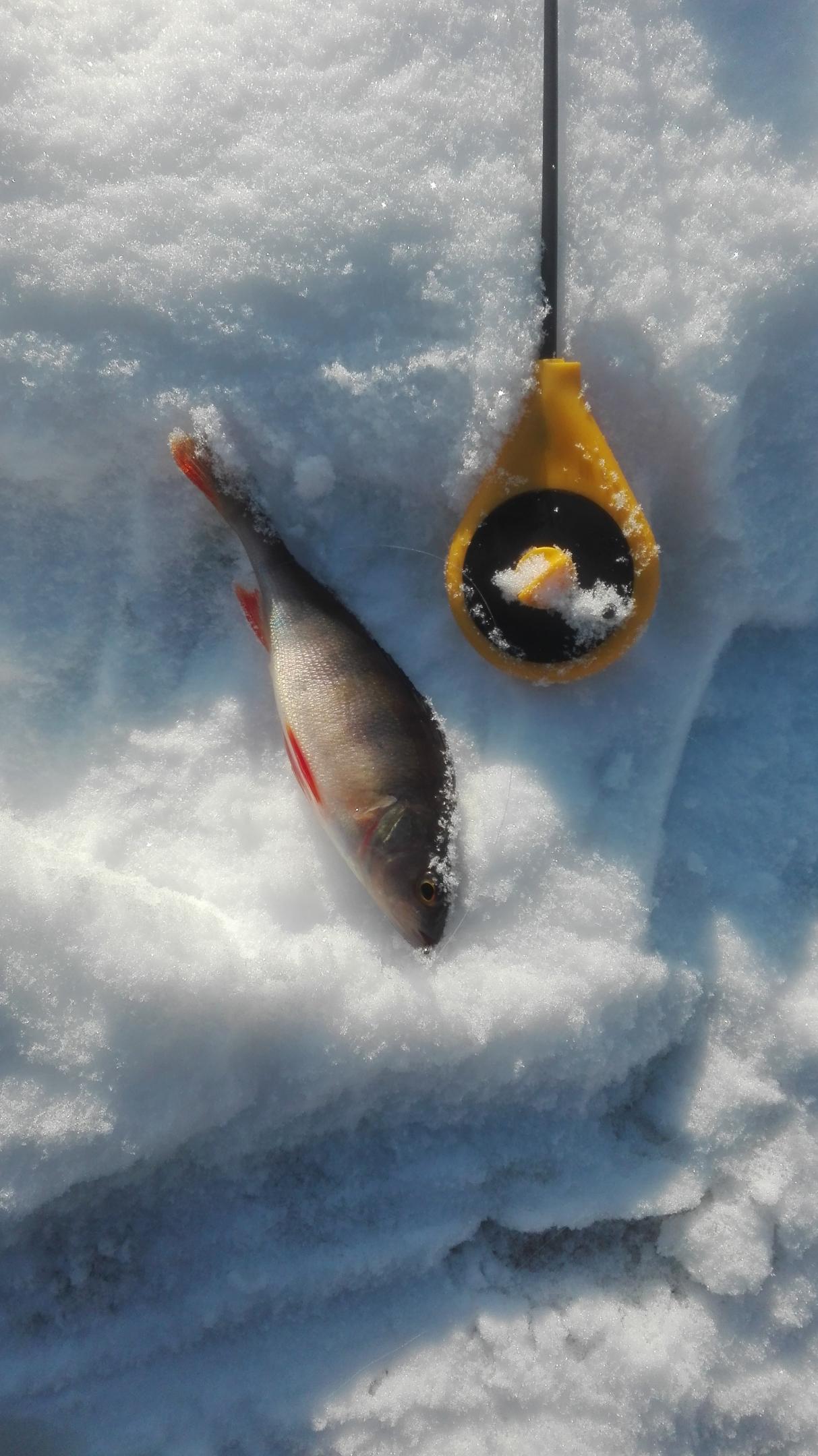  Мороз абсолютно не важен, главное раз за два ... | Отчеты о рыбалке в Беларуси