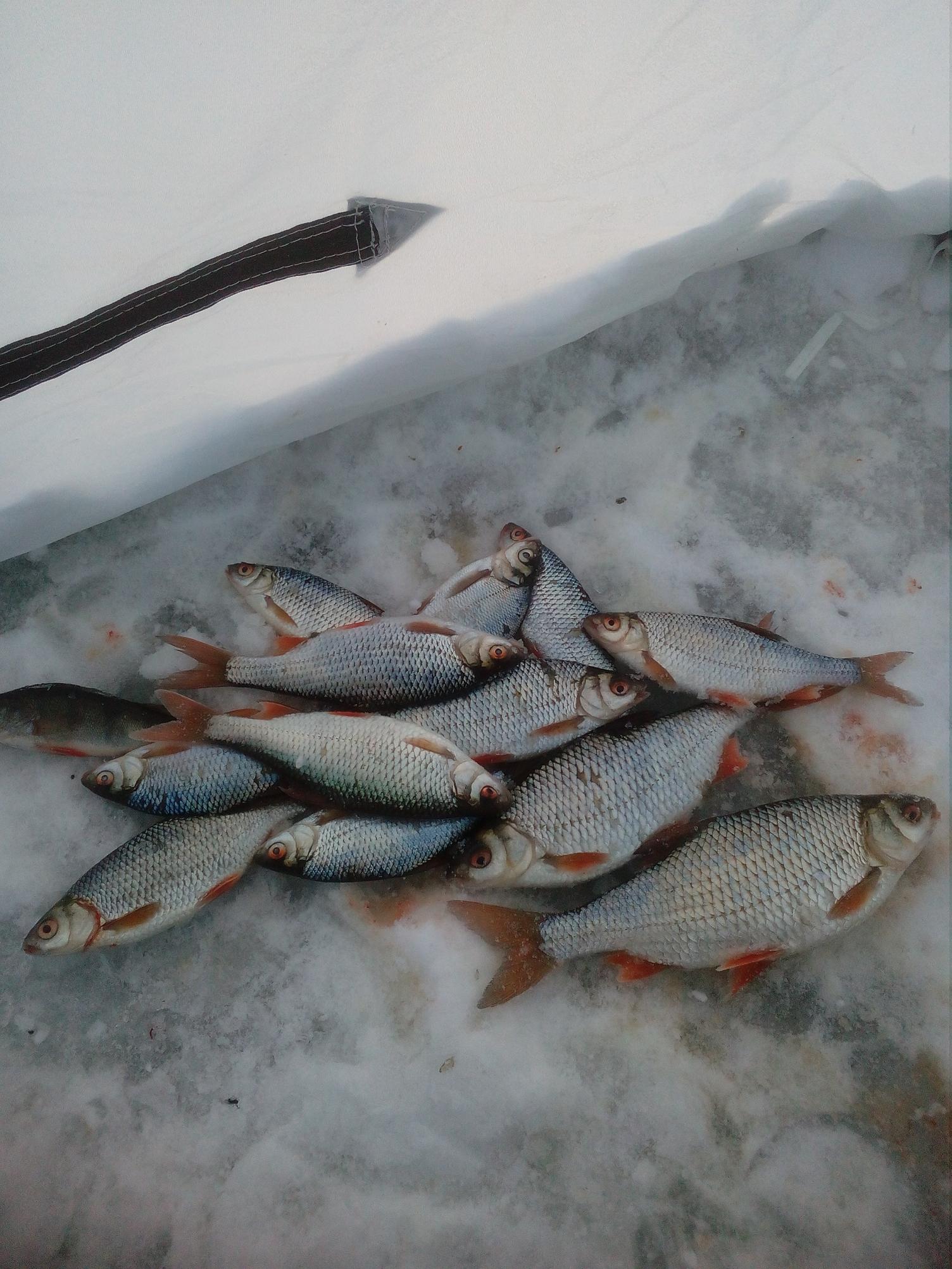  Вчера был район Юности,поклёвки были погода супер,одно не ... | Отчеты о рыбалке в Беларуси