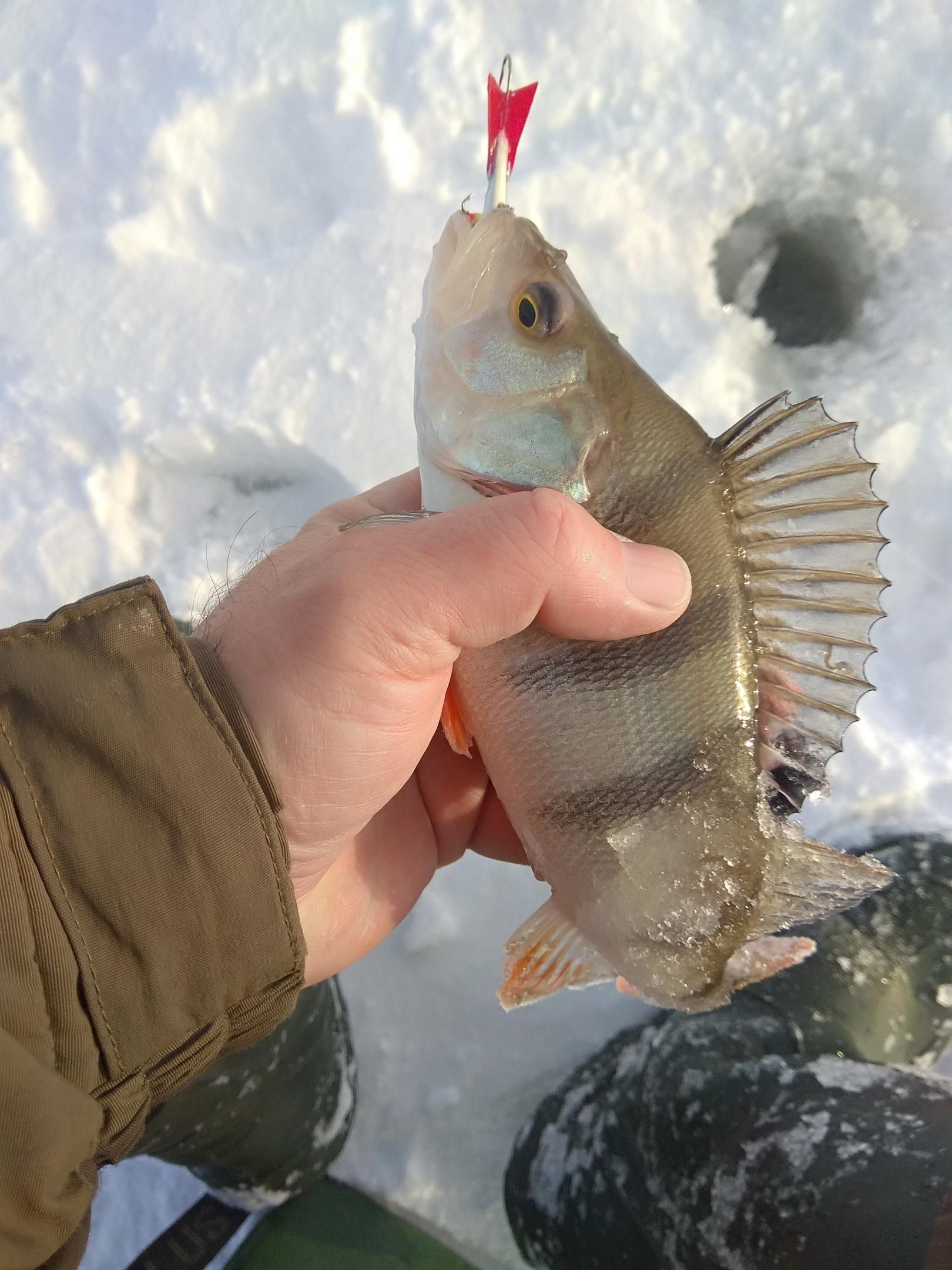  Вчера наконец то добрался до Слободы На льду ... | Отчеты о рыбалке в Беларуси