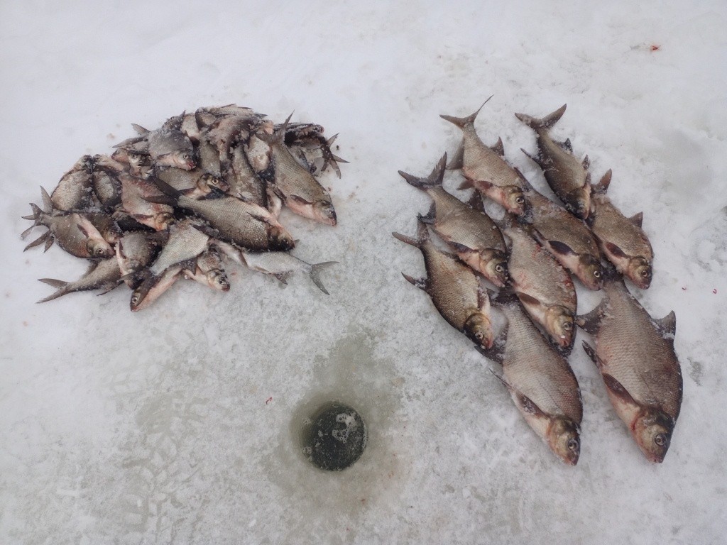  Как - то не получилось сразу после рыбалки ... | Отчеты о рыбалке в Беларуси