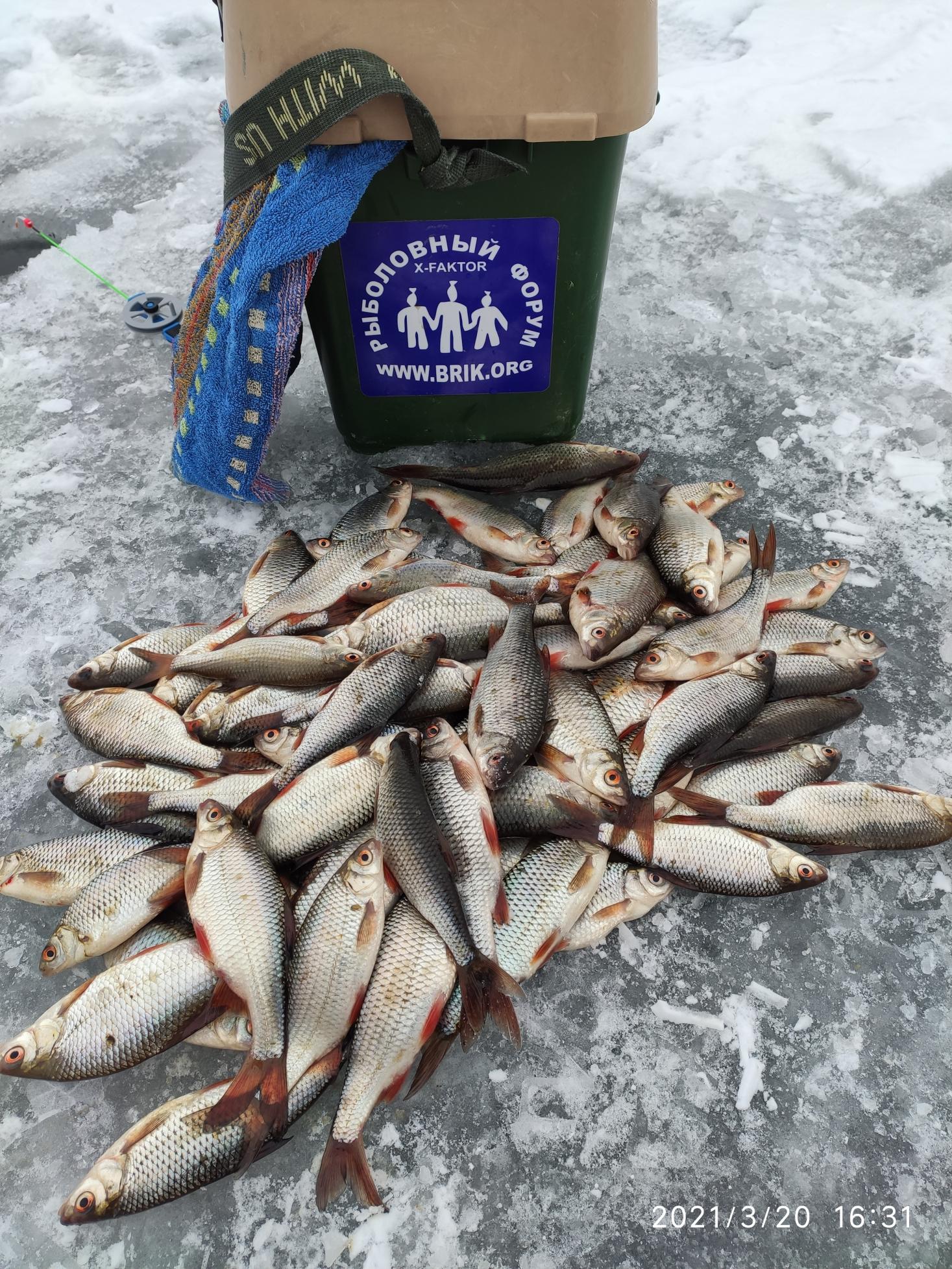 Тоже по плану был сегодня Ратомский залив с ... | Отчеты о рыбалке в Беларуси