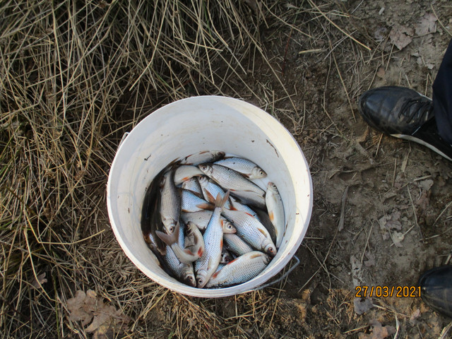 .Выбирал между льдом и открытой водой. Что было ... | Отчеты о рыбалке в Беларуси
