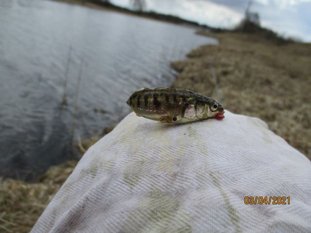  После вчерашней рыбалки“порох” остался, поэтому решил выспаться ( ... | Отчеты о рыбалке в Беларуси
