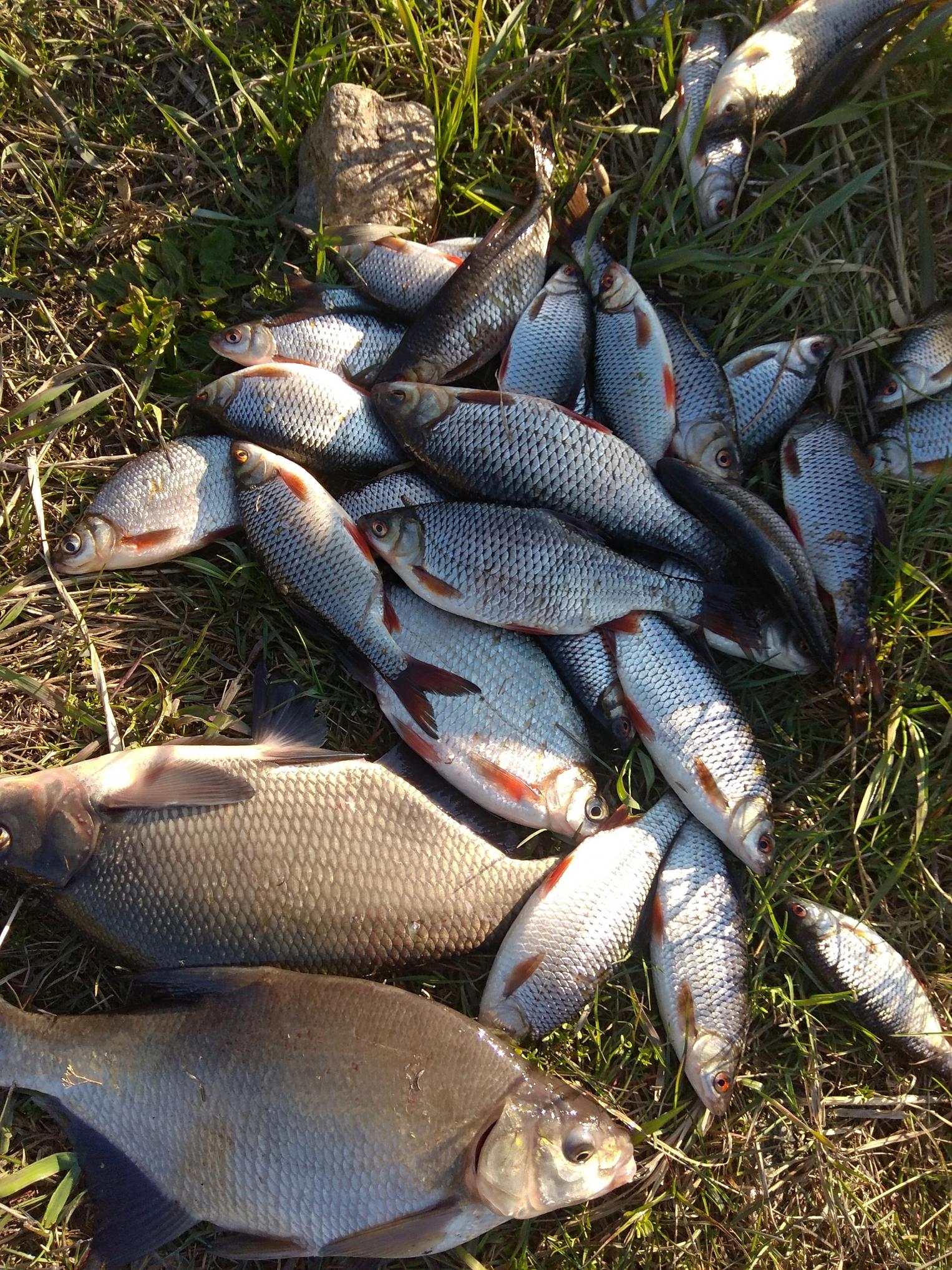  Вчера с утра и до 19 на реке ... | Отчеты о рыбалке в Беларуси