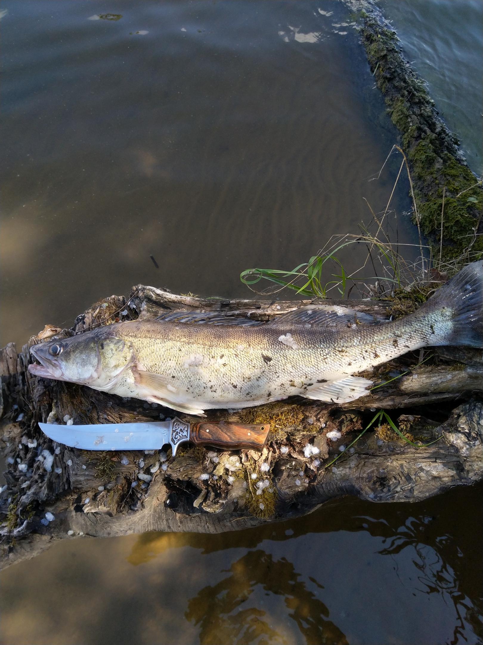  После открытия сезона осталась некоторая недосказанность, плюс жизненные ... | Отчеты о рыбалке в Беларуси