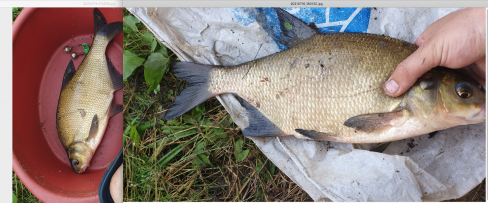  Рыбка поклевывает по чуть-чуть, несмотря на жару.Ничем не ... | Отчеты о рыбалке в Беларуси