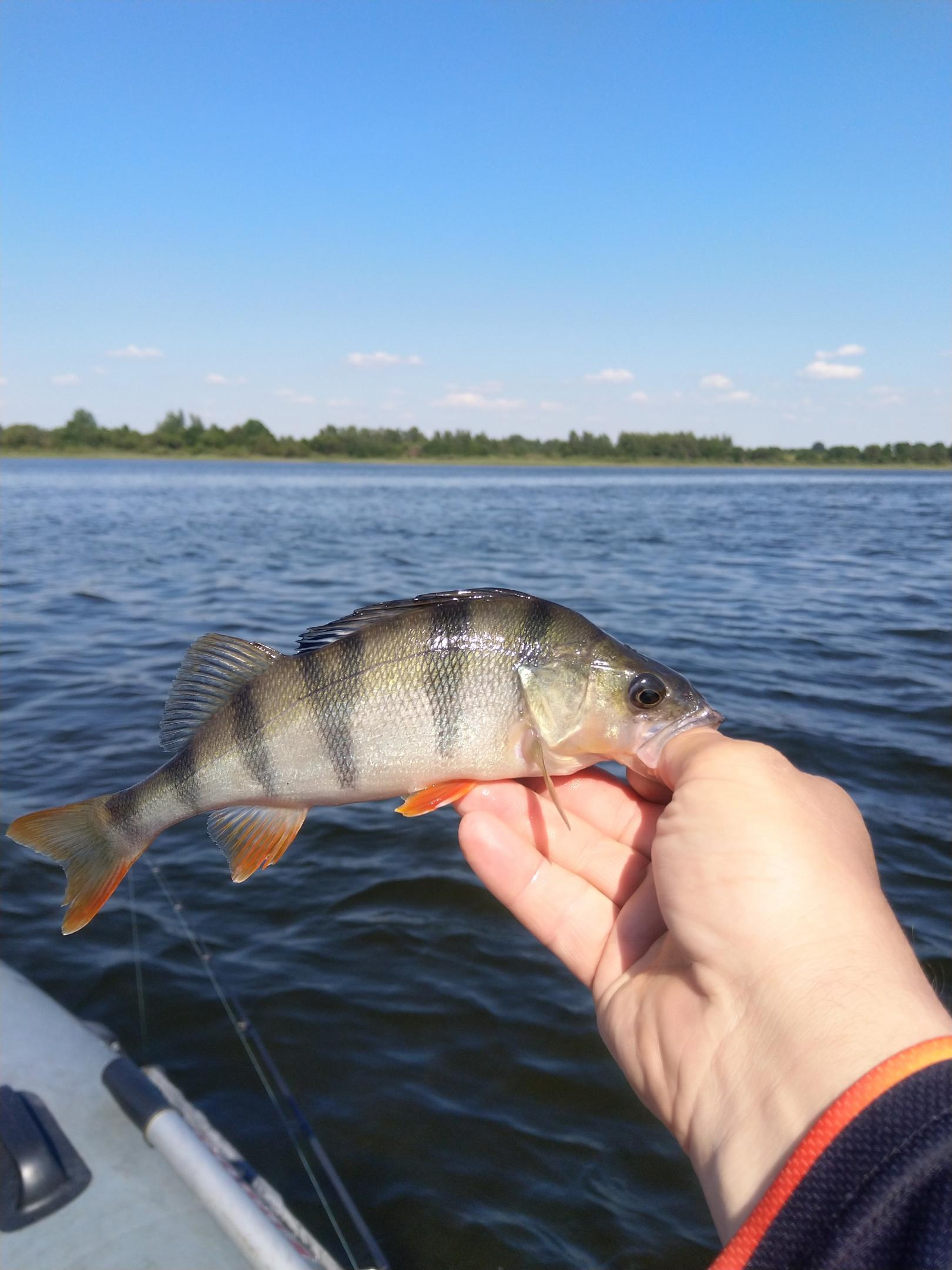  В эти выходные спасаться от жары решили на ... | Отчеты о рыбалке в Беларуси
