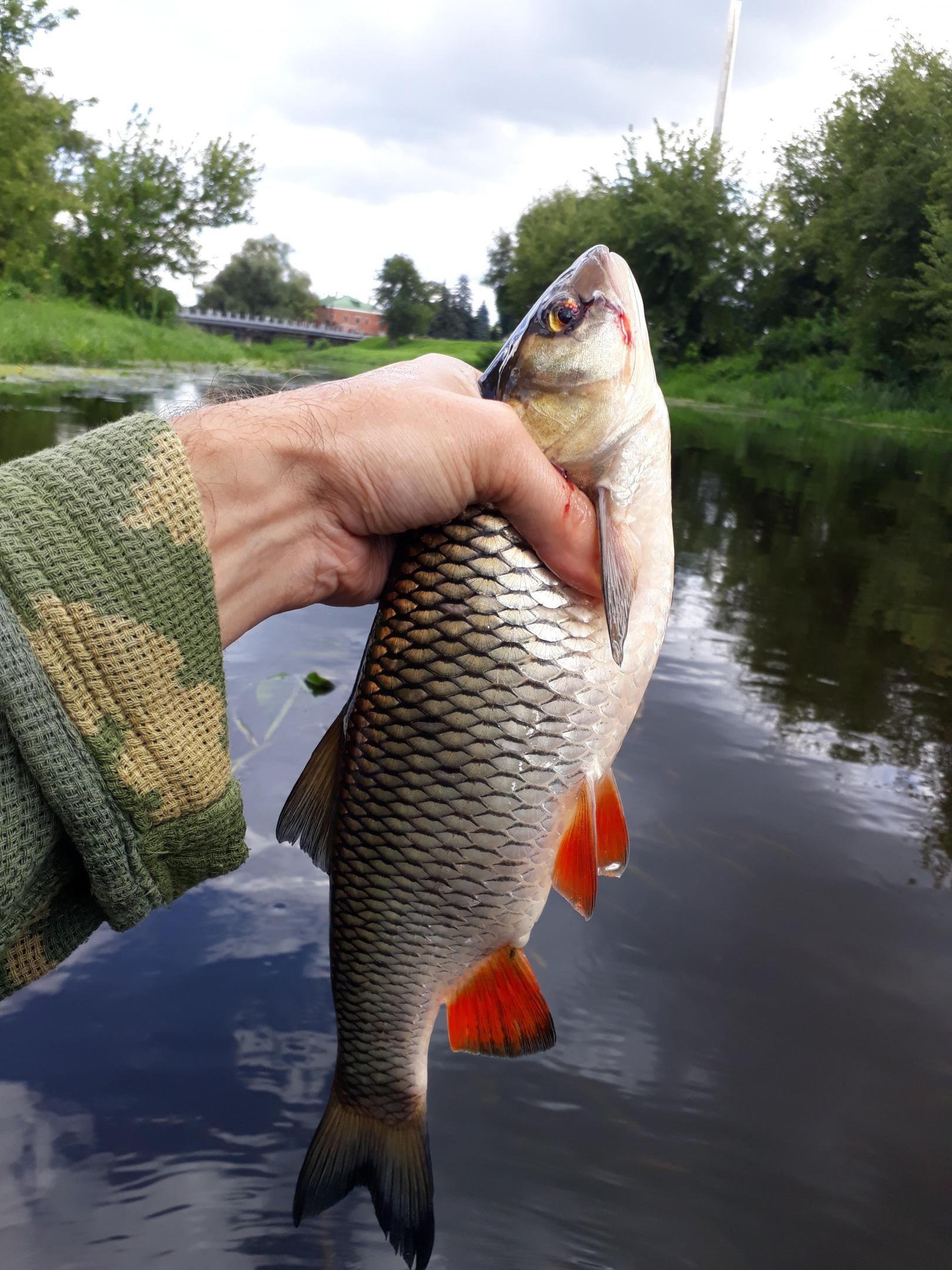  "Побродил" с ультриком на выходных по реке в ... | Отчеты о рыбалке в Беларуси